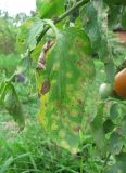 Lycopersicon esculentum