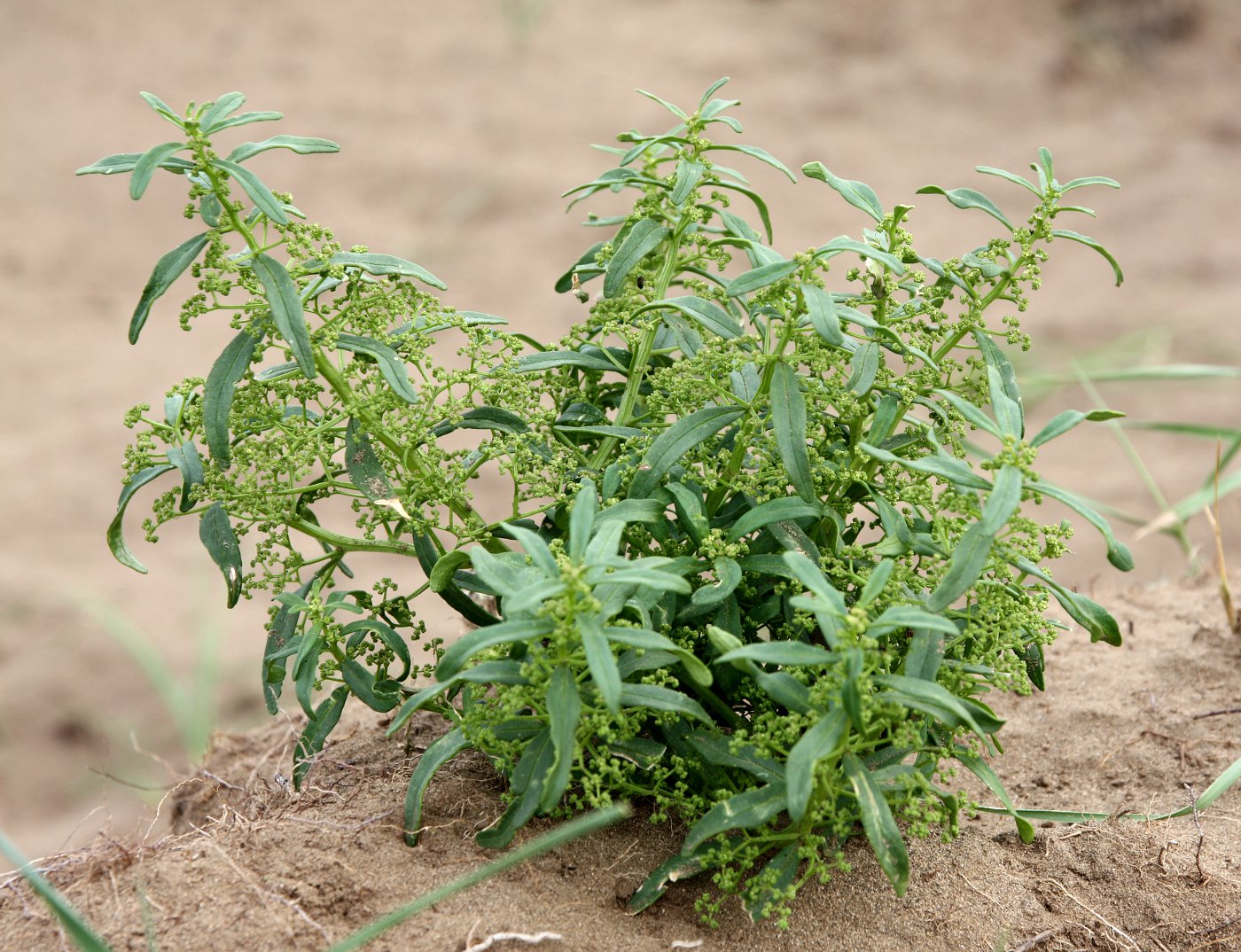 Изображение особи Teloxys aristata.