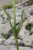 Valeriana alpestris