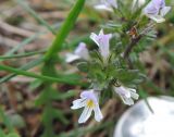 genus Euphrasia. Верхушка цветущего растения. Московская обл., г. Электрогорск, восточный берег Стахановского озера. 25.09.2016.