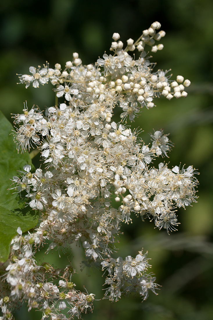 Изображение особи Filipendula ulmaria ssp. denudata.