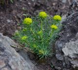 Euphorbia cyparissias. Зацветающее растение. Республика Алтай, Шебалинский р-н, с. Камлак, Горно-Алтайский ботанический сад, экспозиция. 11.05.2016.