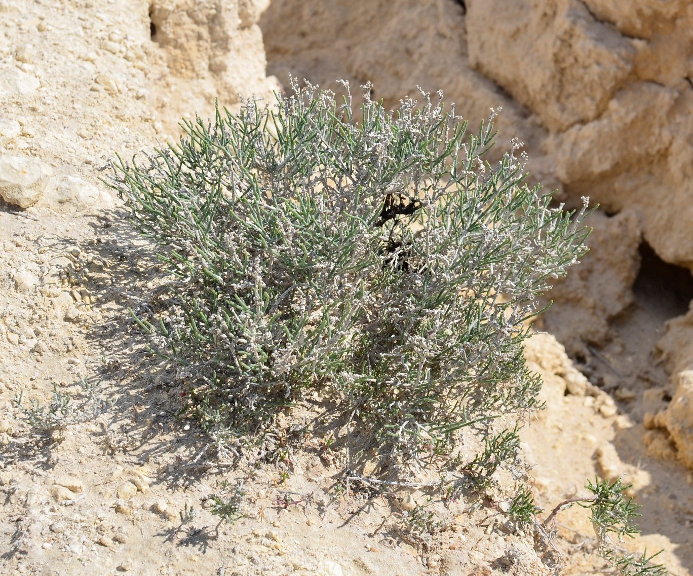 Image of Anabasis salsa specimen.