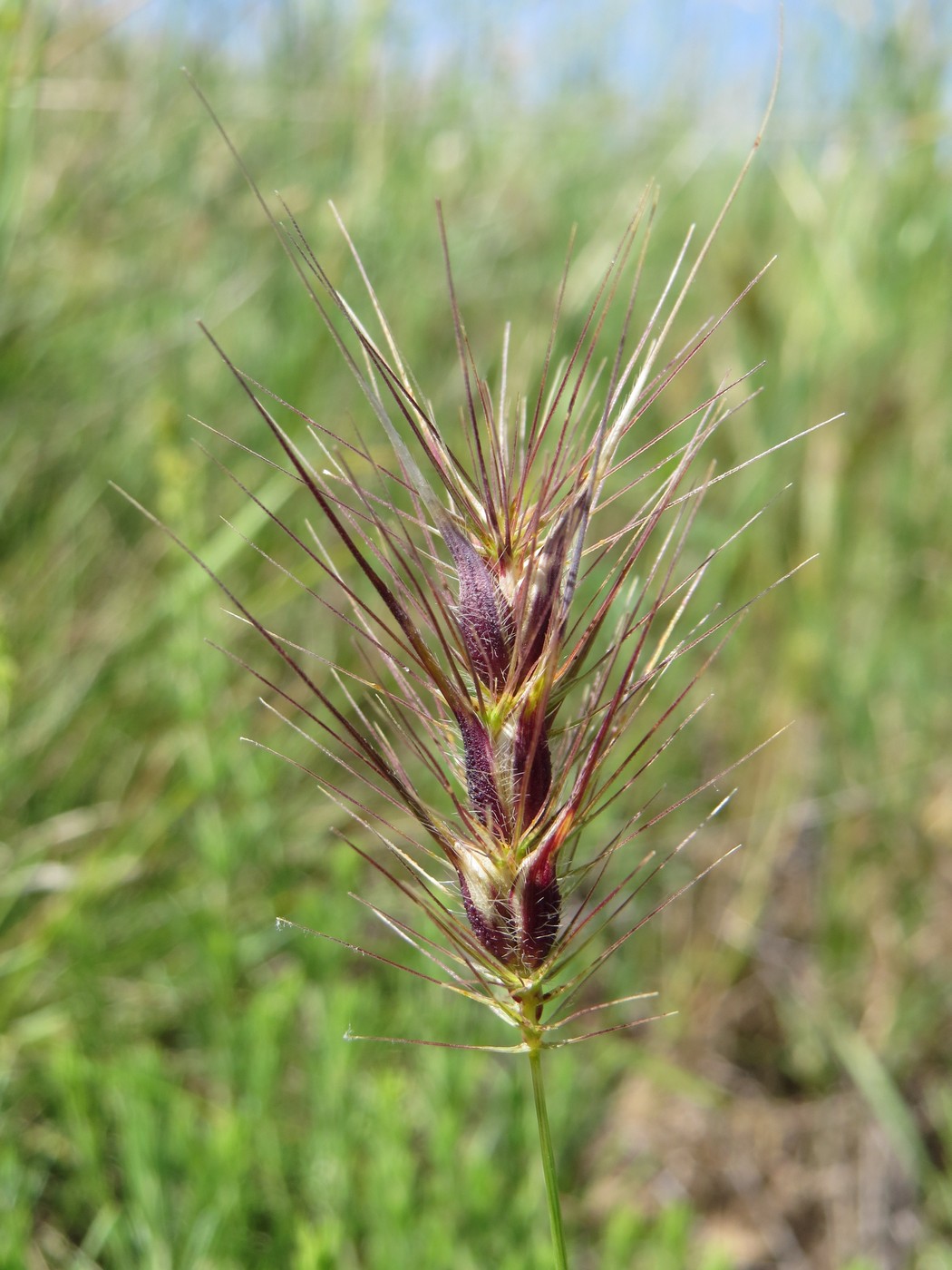 Изображение особи Heteranthelium piliferum.