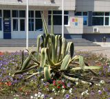 Agave americana variety marginata. Вегетирующее растение. Краснодарский край, Анапский муниципалитет, г. Анапа, на клумбе. 19.08.2015.
