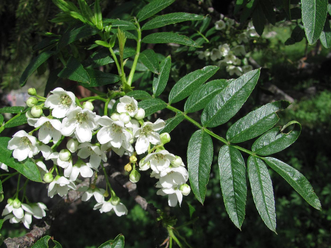 Изображение особи Sorbus tianschanica.