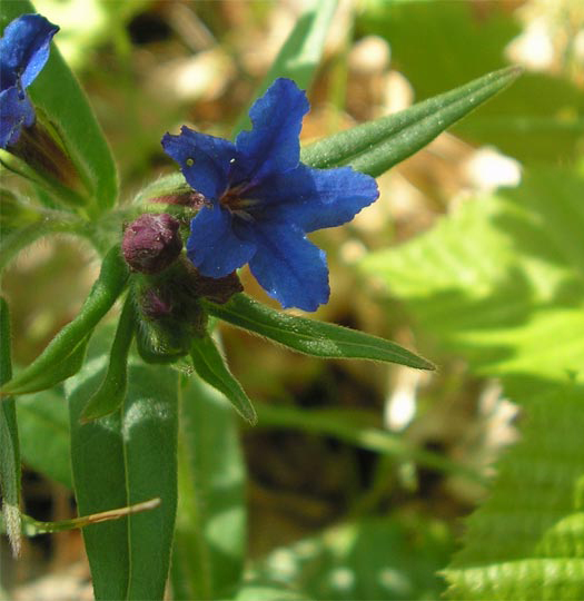 Изображение особи Aegonychon purpureocaeruleum.