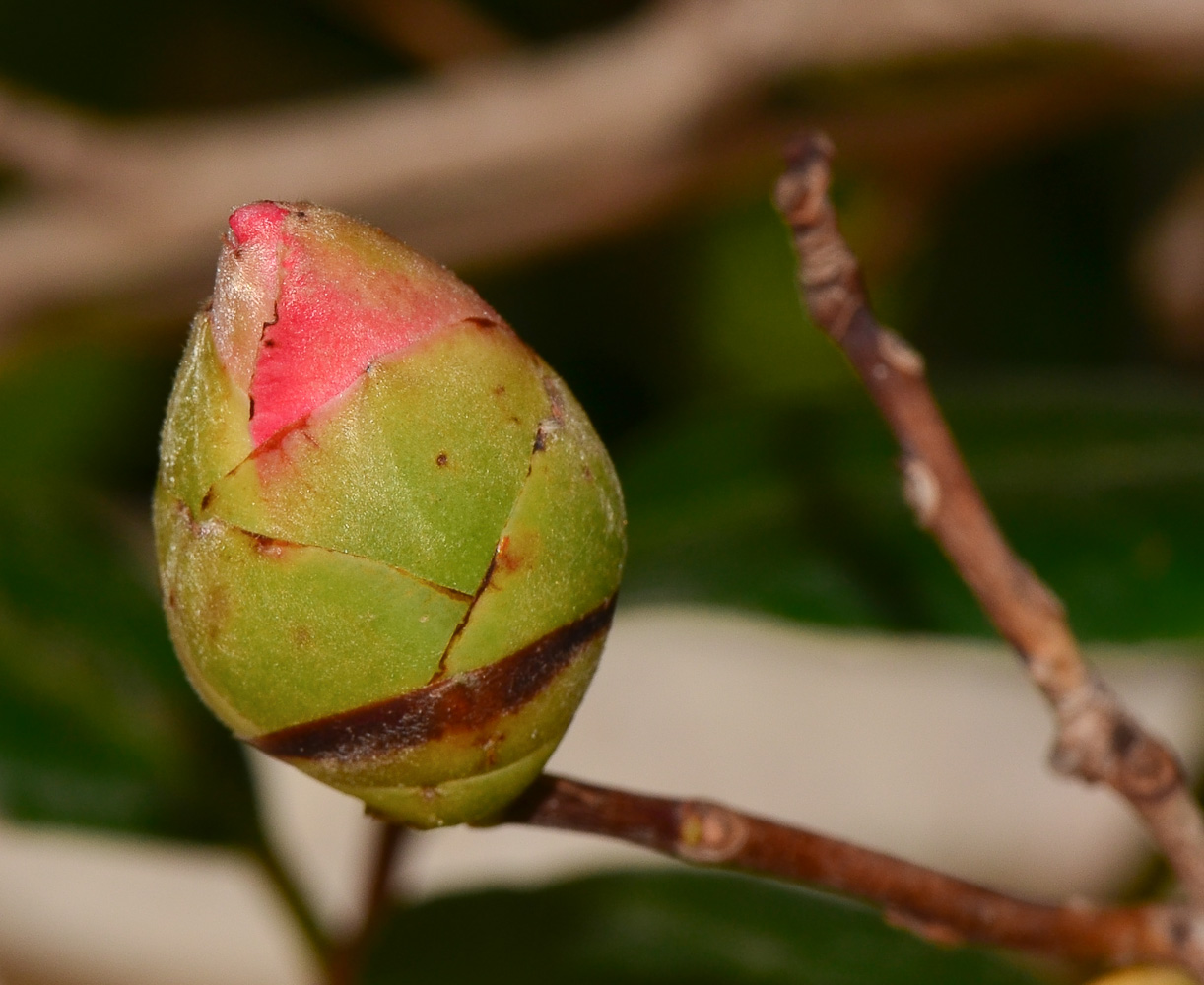 Изображение особи Camellia japonica.