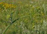 Pastinaca clausii. Нераспустившееся соцветие. Украина, г. Запорожье, балка Партизанская. 25.05.2016.