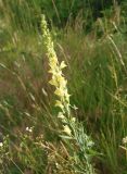 Linaria biebersteinii