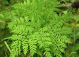 Dryopteris amurensis