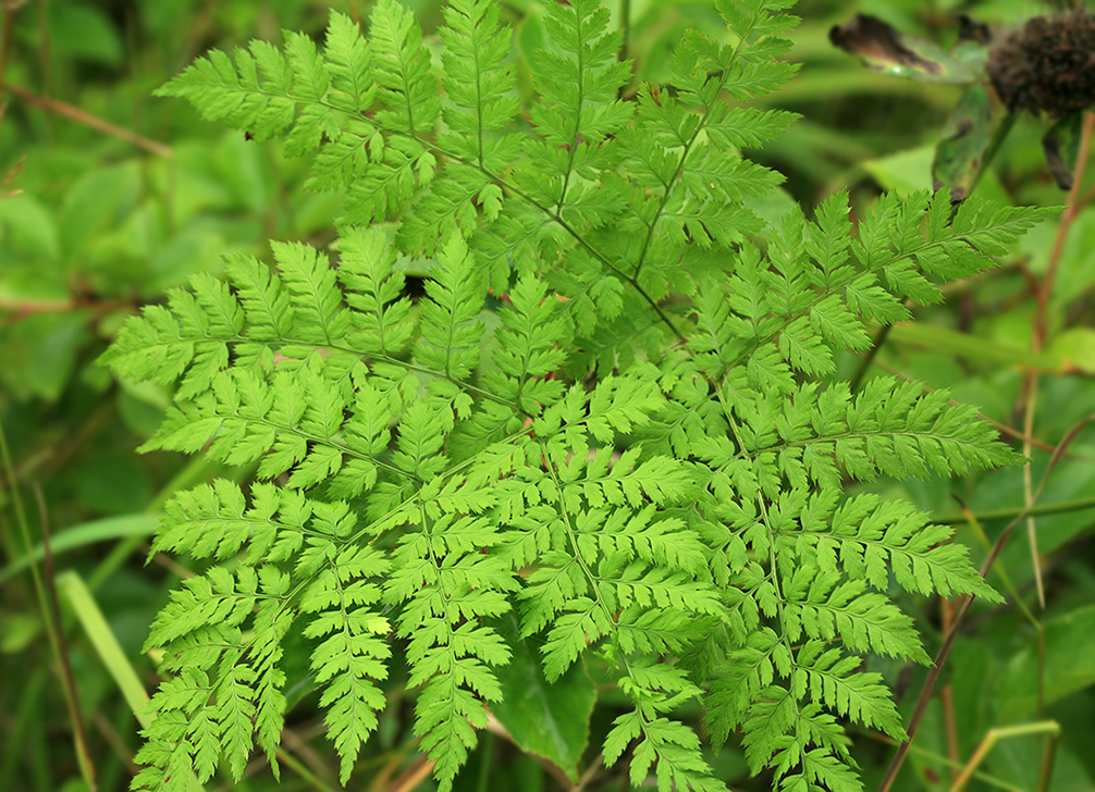 Image of Dryopteris amurensis specimen.