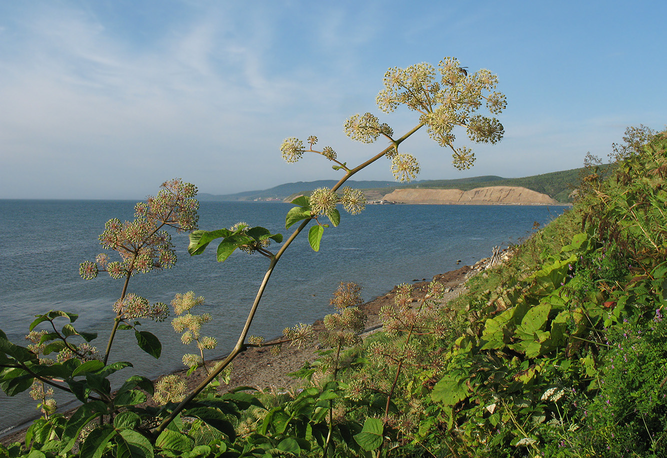 Изображение особи Aralia cordata var. sachalinensis.