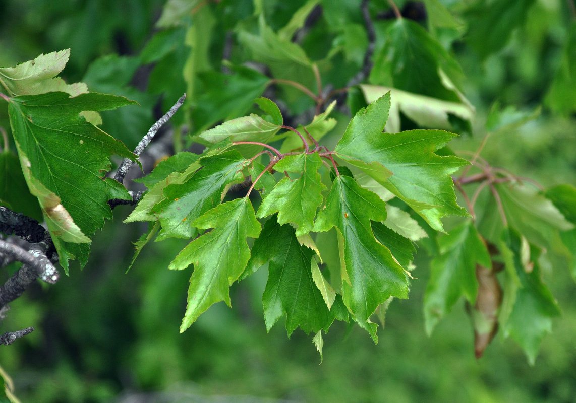 Изображение особи Sorbus torminalis.