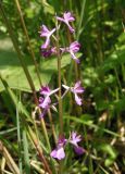 Anacamptis подвид elegans