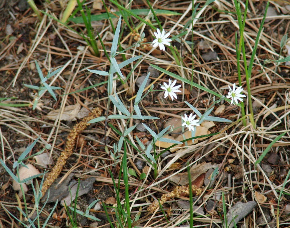 Изображение особи Stellaria dahurica.