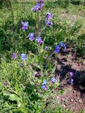 Anchusa azurea