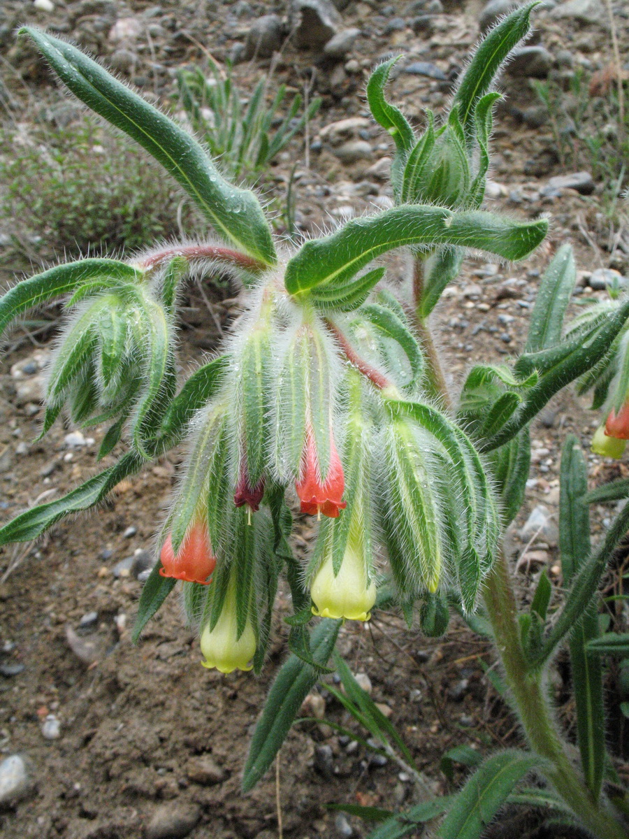 Image of Onosma dichroantha specimen.