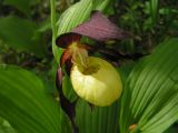 Cypripedium calceolus