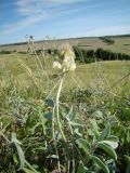 Hedysarum grandiflorum. Цветущее растение. Ульяновская обл., Карсунский р-н, окр. с. Теньковка, гряда мергелисто-меловых склонов к р. Урень и её правому притоку к северу и востоку от села. 7 июля 2015 г.