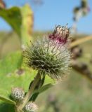 Arctium tomentosum. Отцветающее соцветие. Пензенская обл., Мокшанский р-н, окр. с. Подгорное, луг на склоне оврага. 10 августа 2016 г.