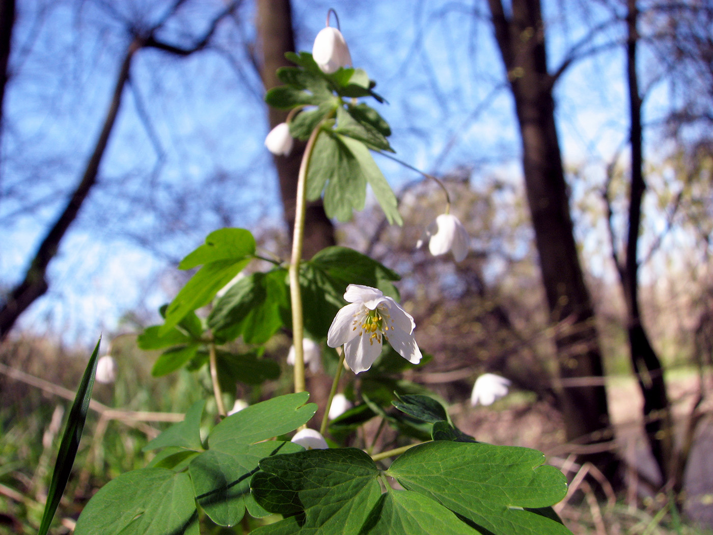 Изображение особи Isopyrum thalictroides.