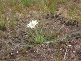 Scorzonera mollis. Цветущее растение (белоцветковая морфа). Украина, г. Запорожье, восточная окраина, долина р. Мокрая Московка, луговая степь. 15.04.2017.