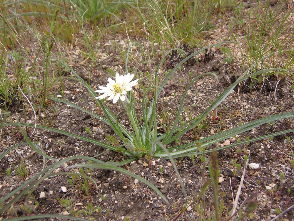 Image of Scorzonera mollis specimen.