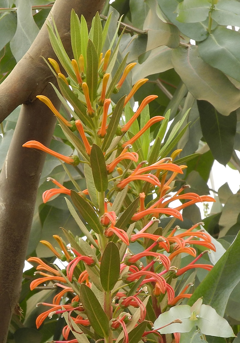 Изображение особи Lobelia excelsa.