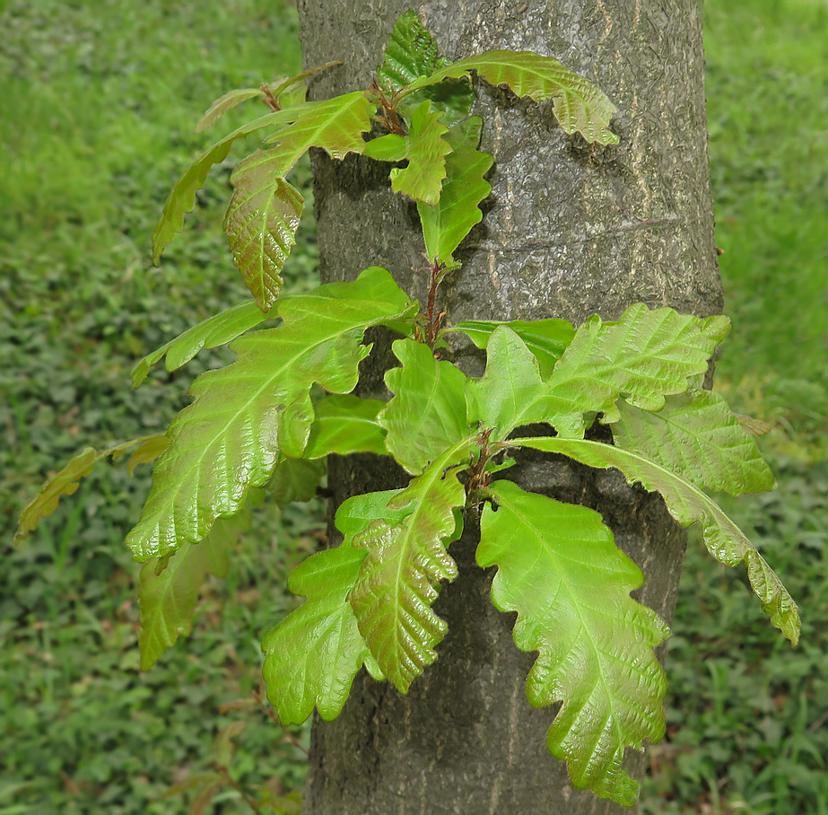 Image of Quercus castaneifolia specimen.