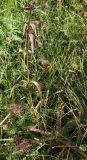 Gentiana macrophylla. Зацветающее растение. Алтайский край, Солонешенский р-н, луг в нижней части долины р. Ануй. 28.08.2009.