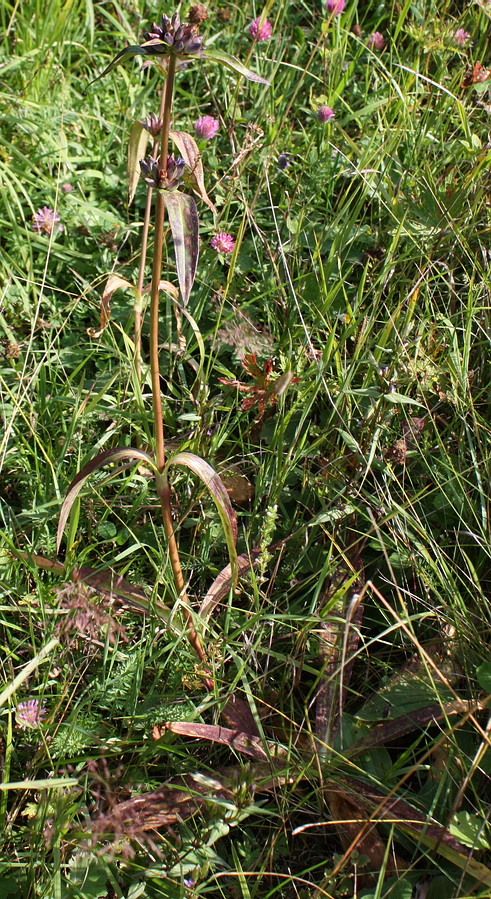 Image of Gentiana macrophylla specimen.