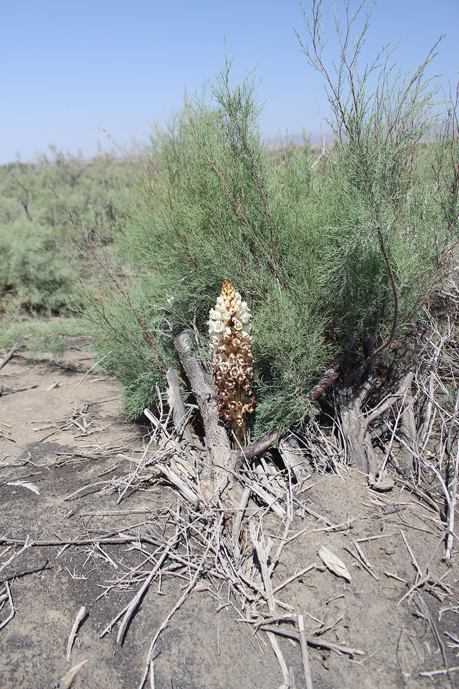 Image of Cistanche mongolica specimen.