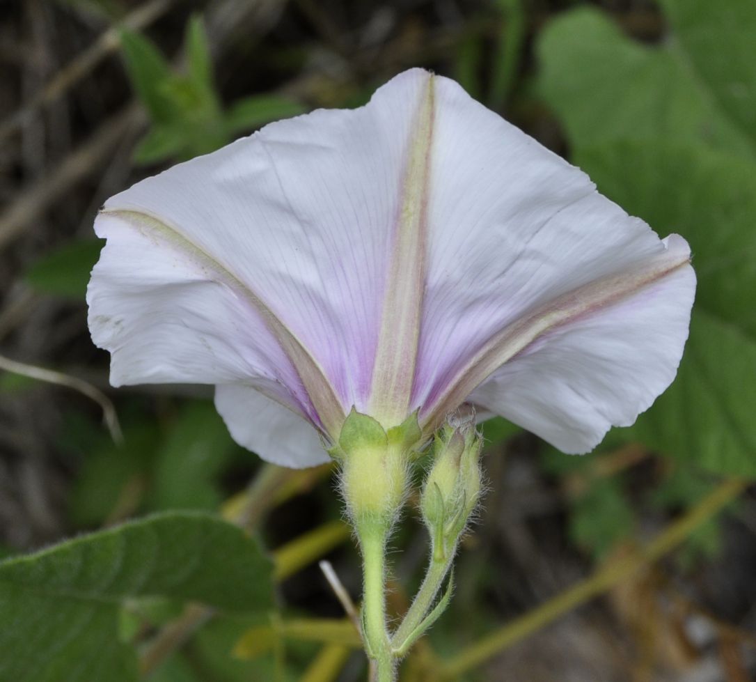 Изображение особи Convolvulus betonicifolius.