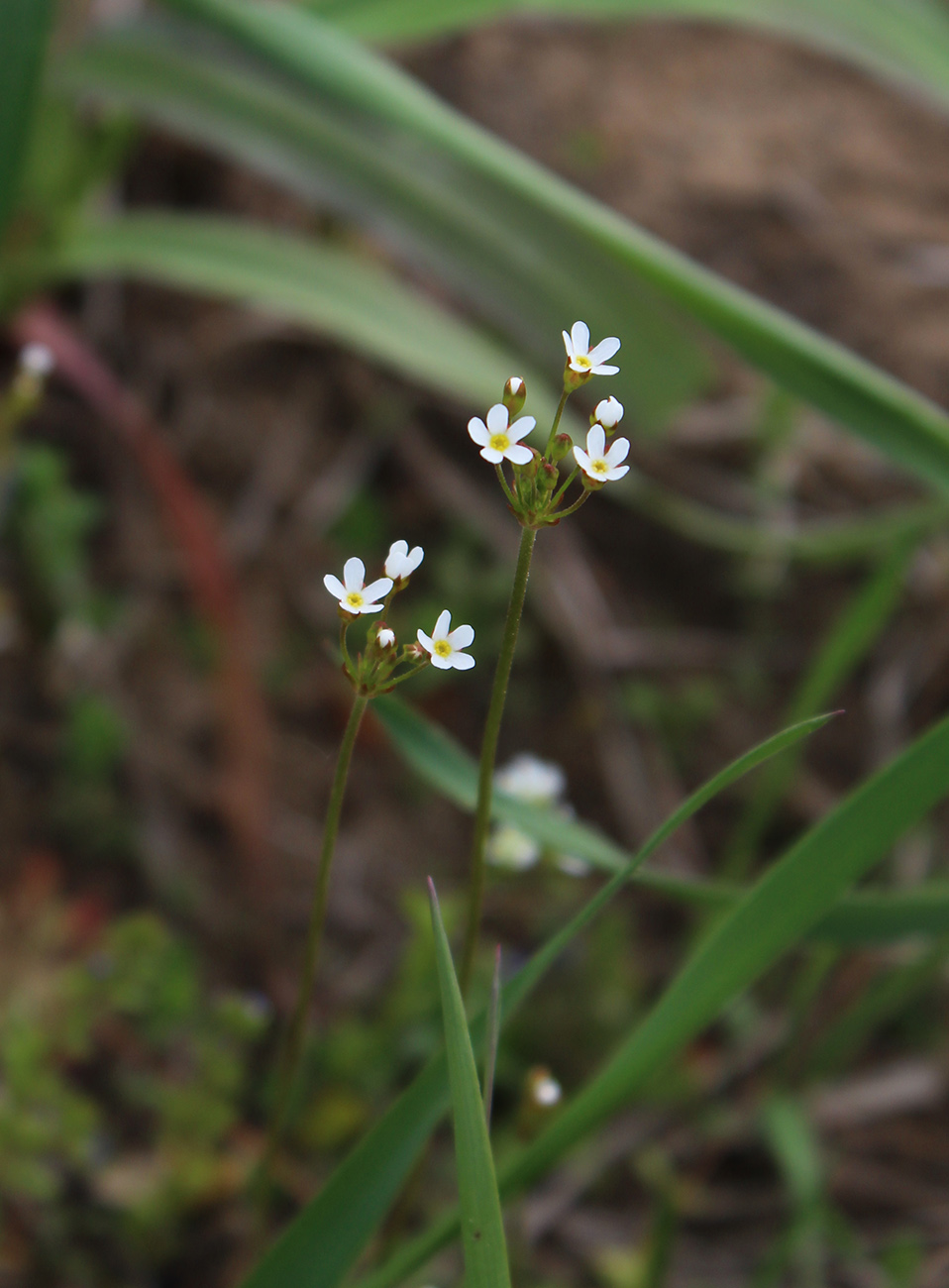 Image of Androsace septentrionalis specimen.