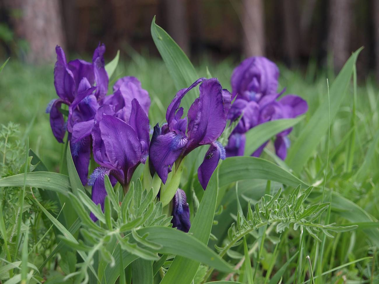 Изображение особи Iris aphylla.