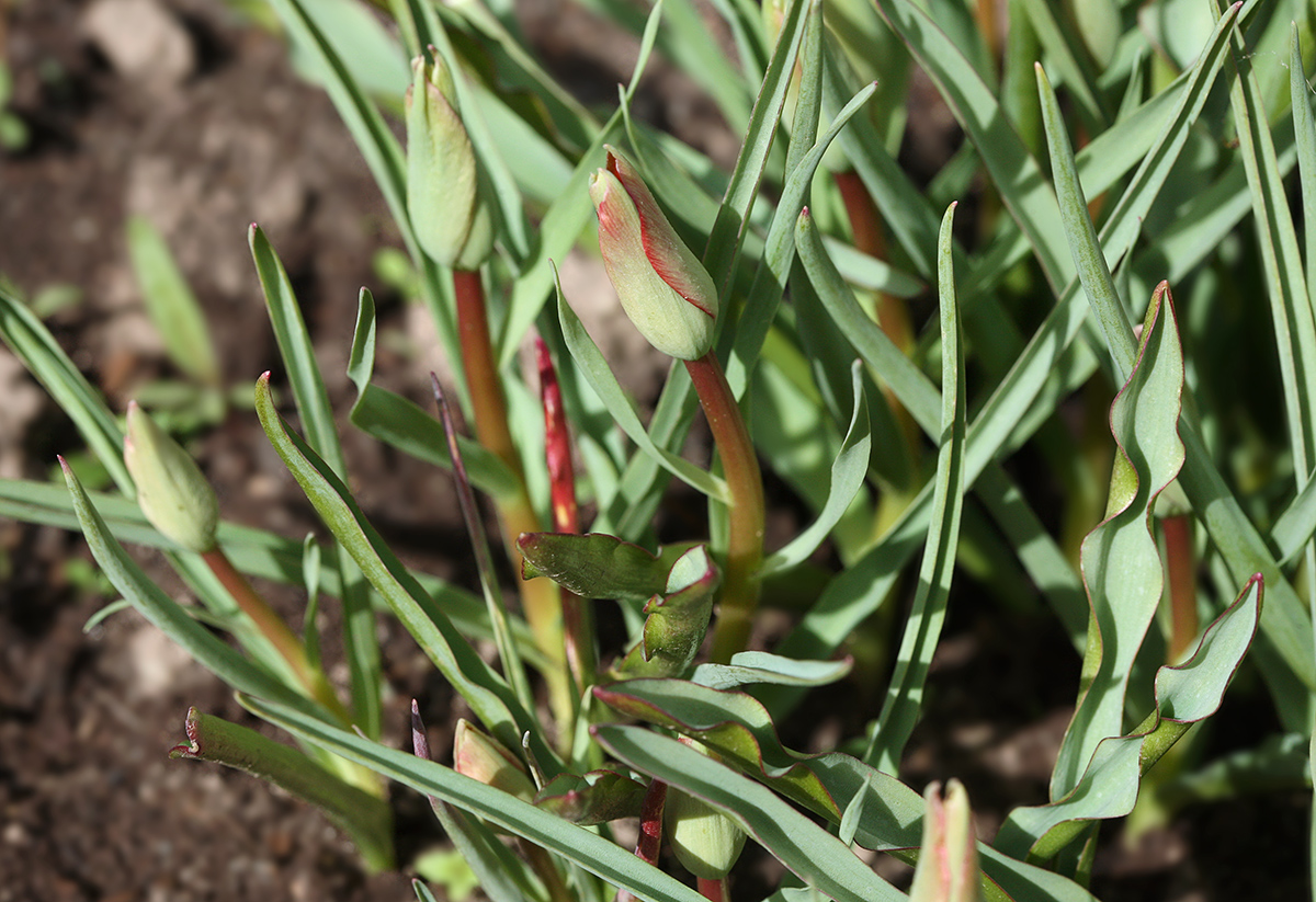 Image of Tulipa linifolia specimen.