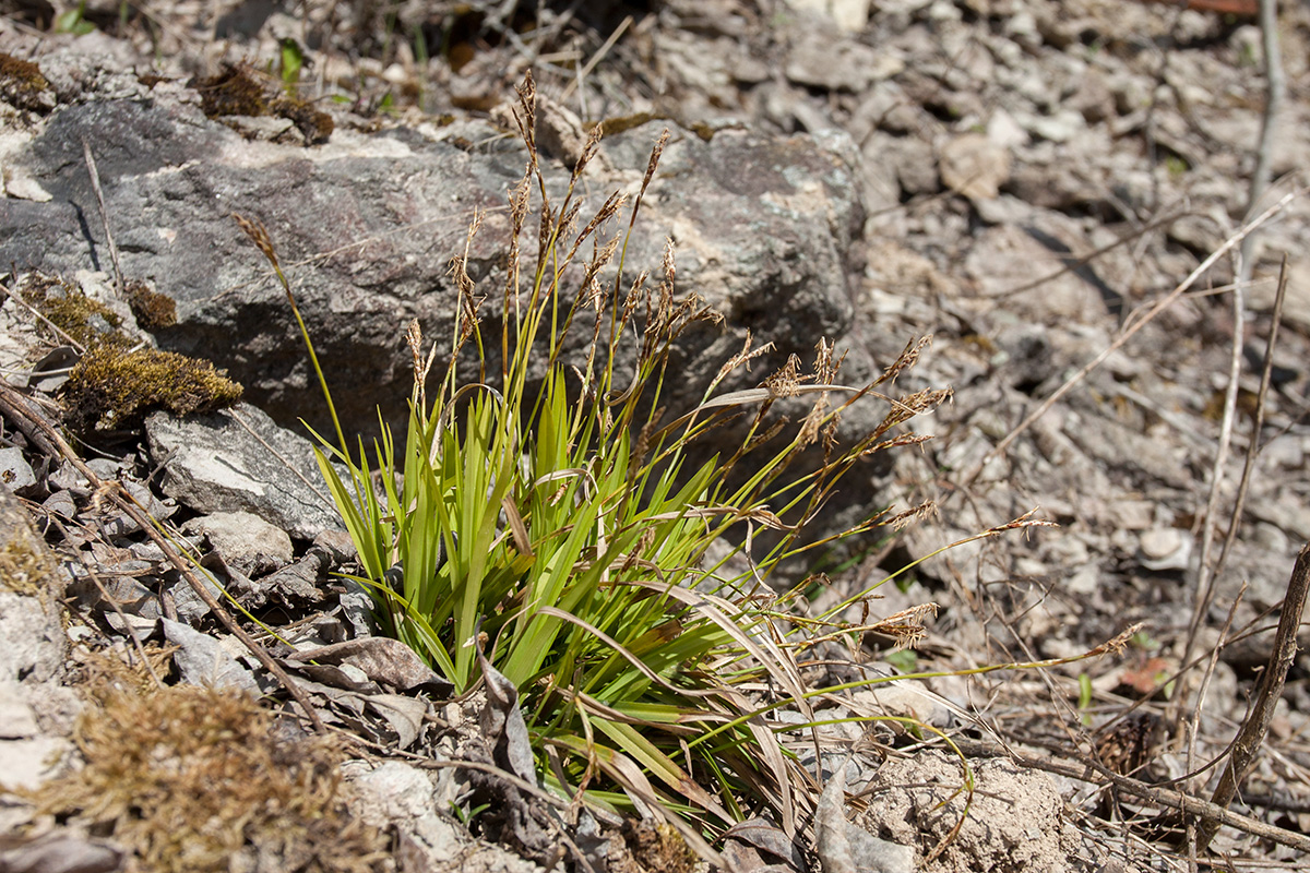 Изображение особи Carex digitata.