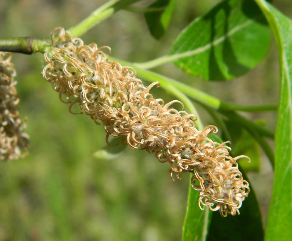 Image of Salix caprea specimen.