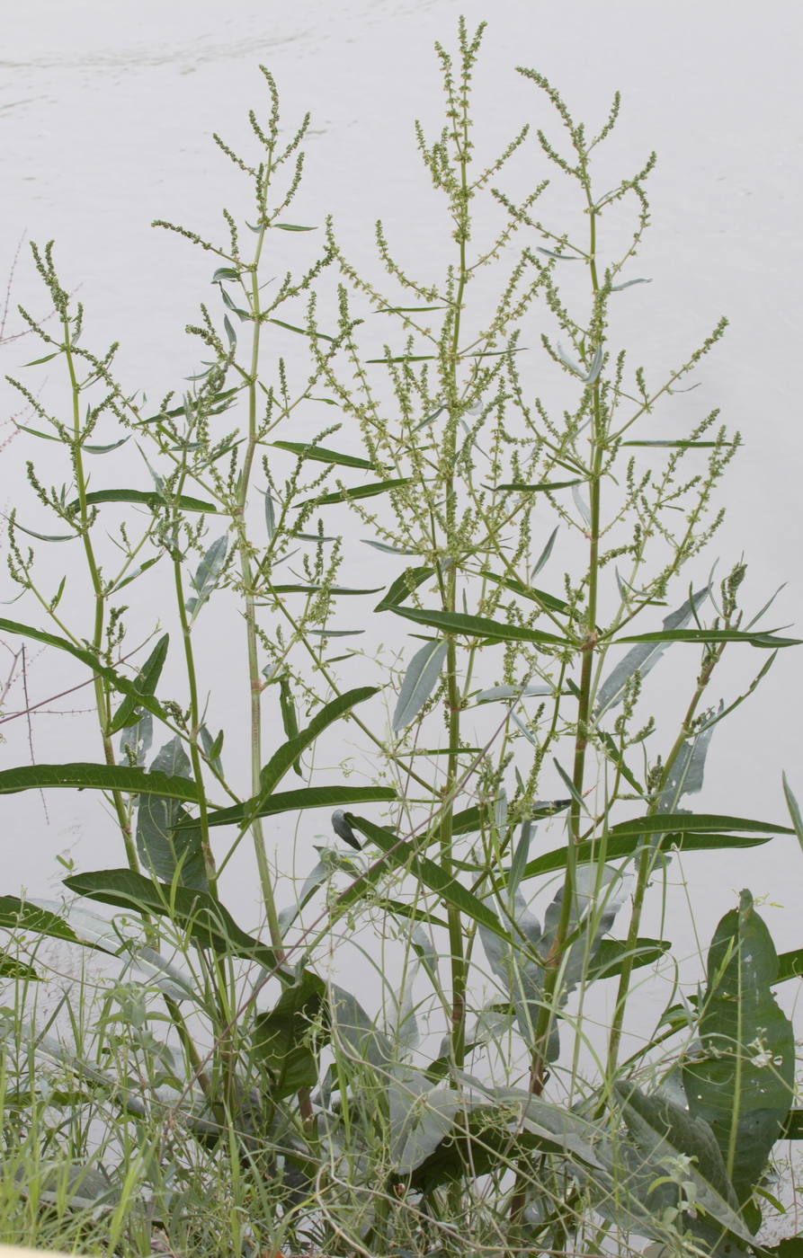 Image of Rumex conglomeratus specimen.