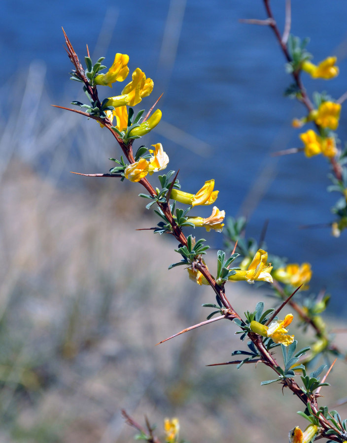 Изображение особи Caragana spinosa.