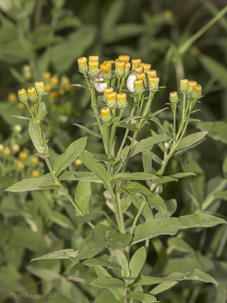 Изображение особи Inula germanica.