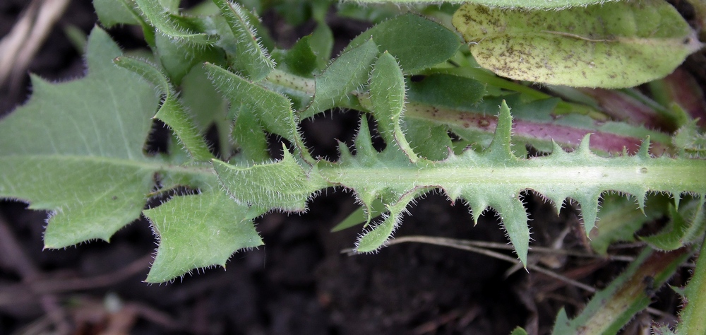 Изображение особи Crepis rhoeadifolia.