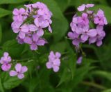 genus Hesperis