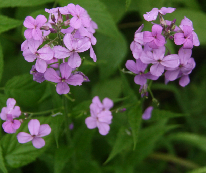 Изображение особи род Hesperis.