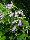 Campanula trachelium