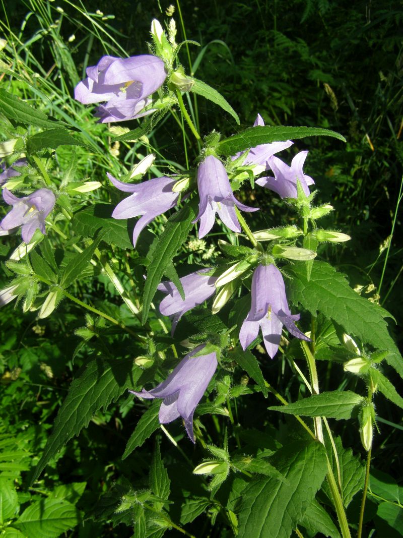 Image of Campanula trachelium specimen.