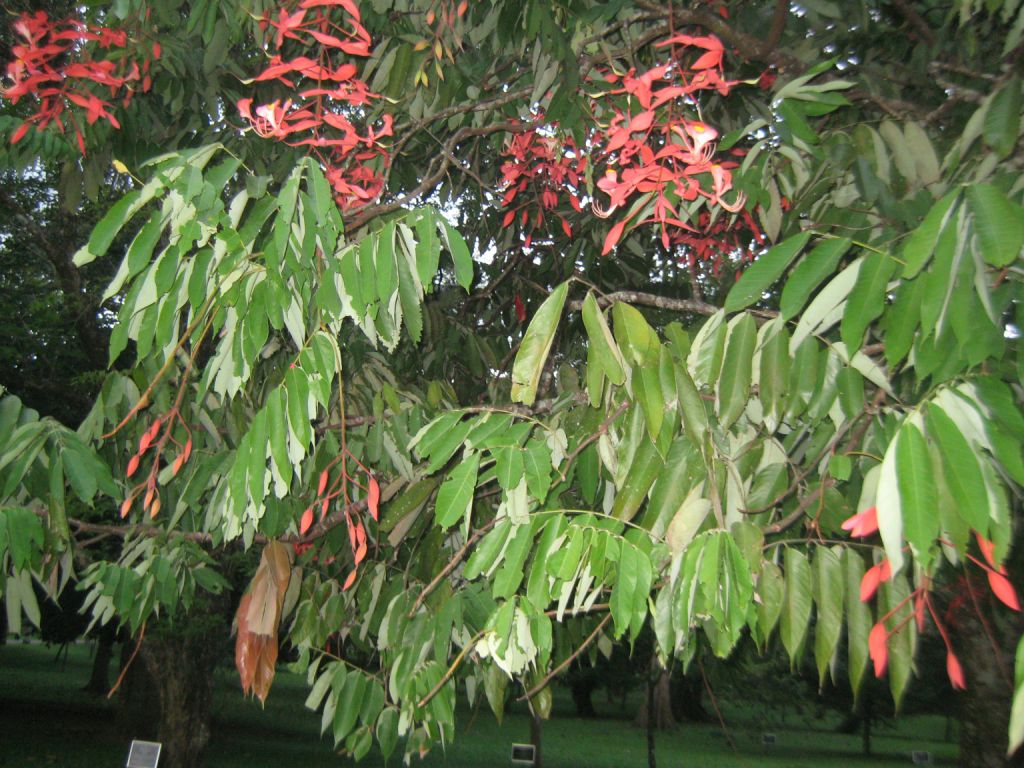 Image of Saraca indica specimen.