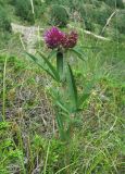 Trifolium alpestre