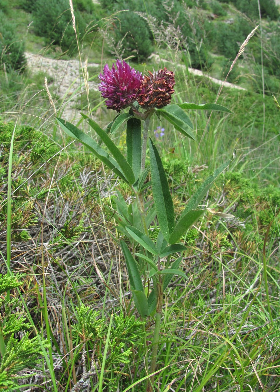 Изображение особи Trifolium alpestre.